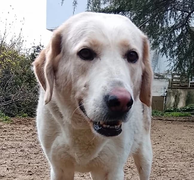 Melissa, female 4yo Mixed Breed for adoption at Zorro - Dogsavior, Aerzen