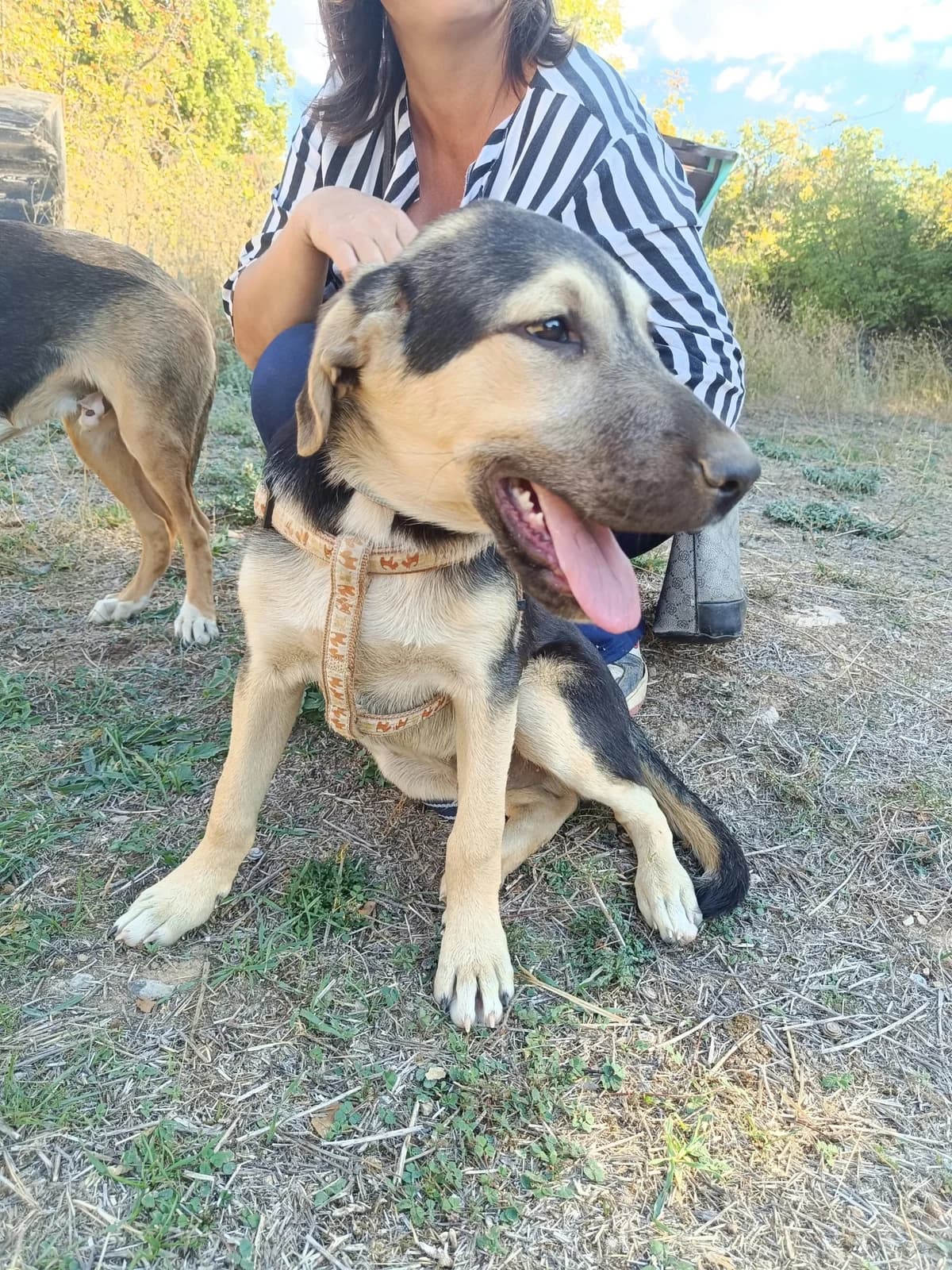 Meze, puppy Mixed Breed for adoption at Zorro - Dogsavior, Aerzen