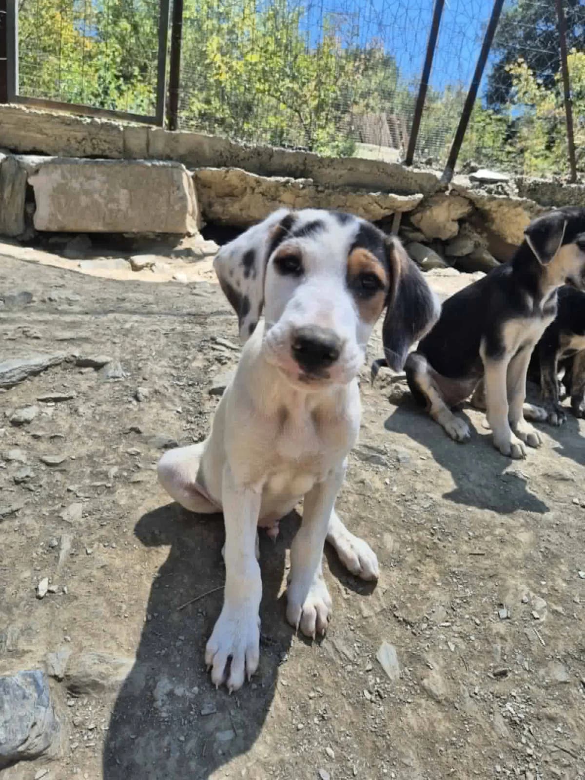 Moby, male puppy Mixed Breed for adoption at Zorro - Dogsavior, Aerzen