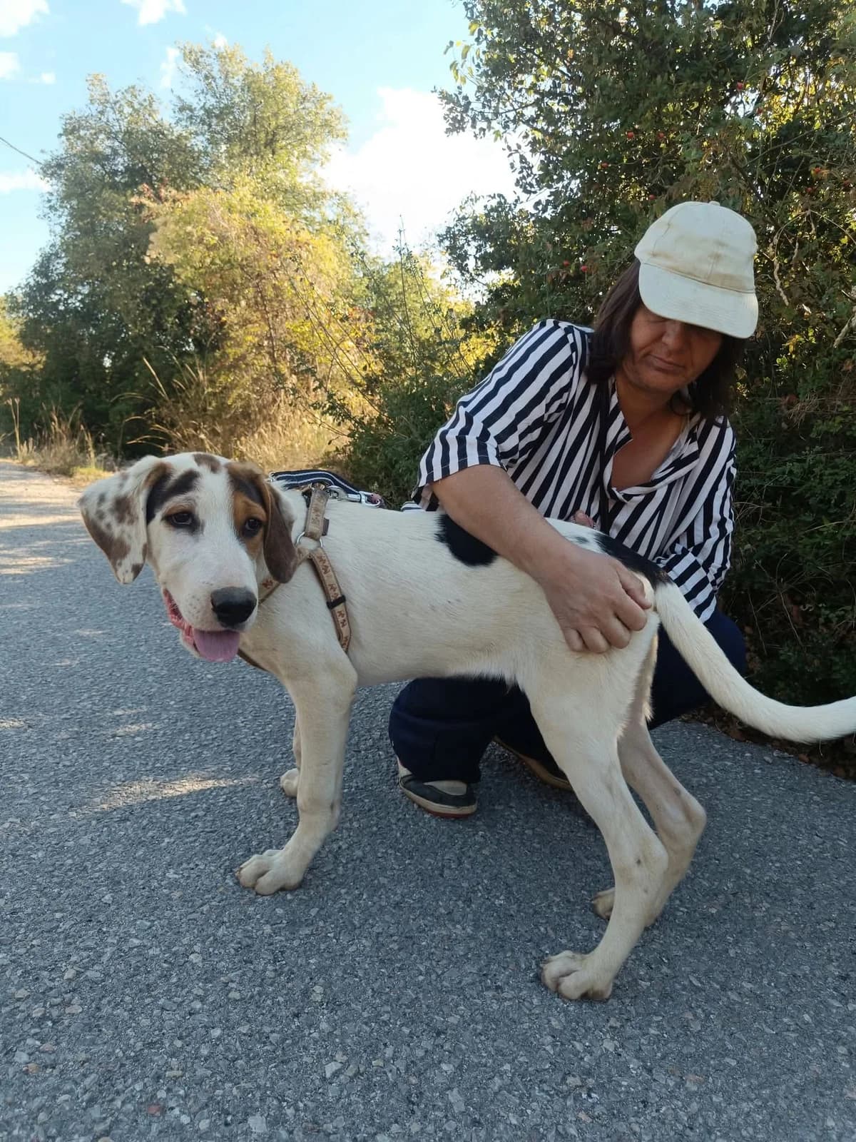 Moby, male puppy Mixed Breed for adoption at Zorro - Dogsavior, Aerzen