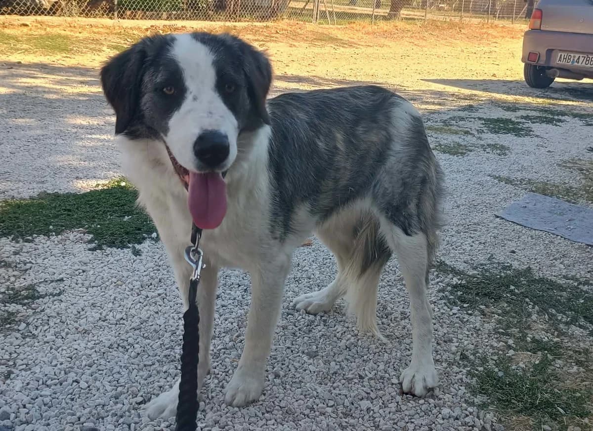 Mollie, female young Mixed Breed for adoption at Zorro - Dogsavior, Aerzen