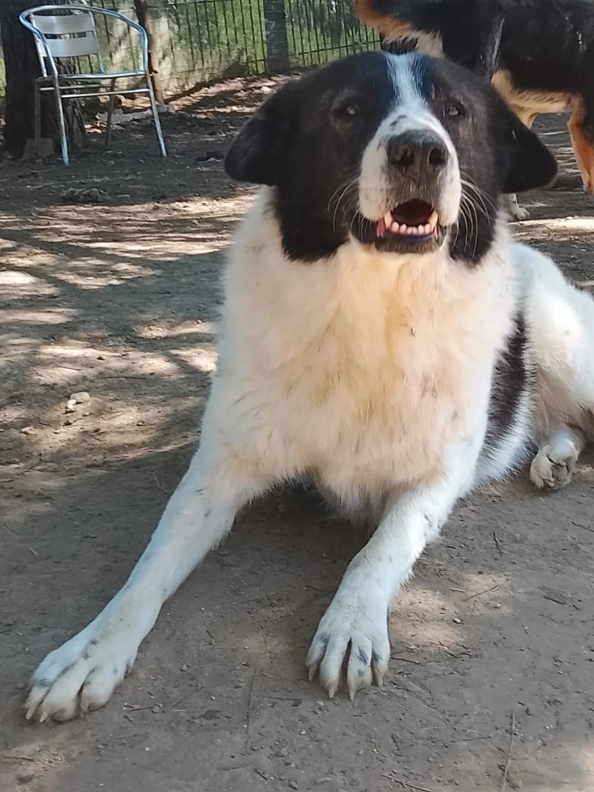 Nala, female young Mixed Breed for adoption at Zorro - Dogsavior, Aerzen