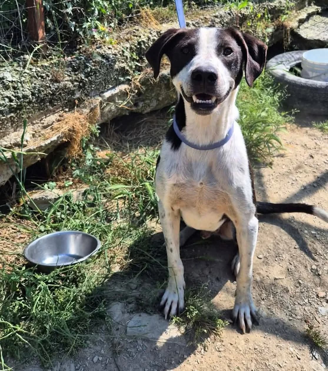 Odie, male 4yo Mixed Breed for adoption at Zorro - Dogsavior, Aerzen