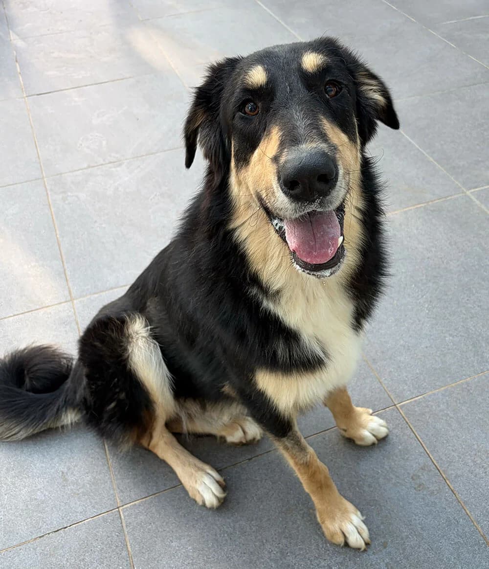 Odin, male young Mixed Breed for adoption at Zorro - Dogsavior, Aerzen