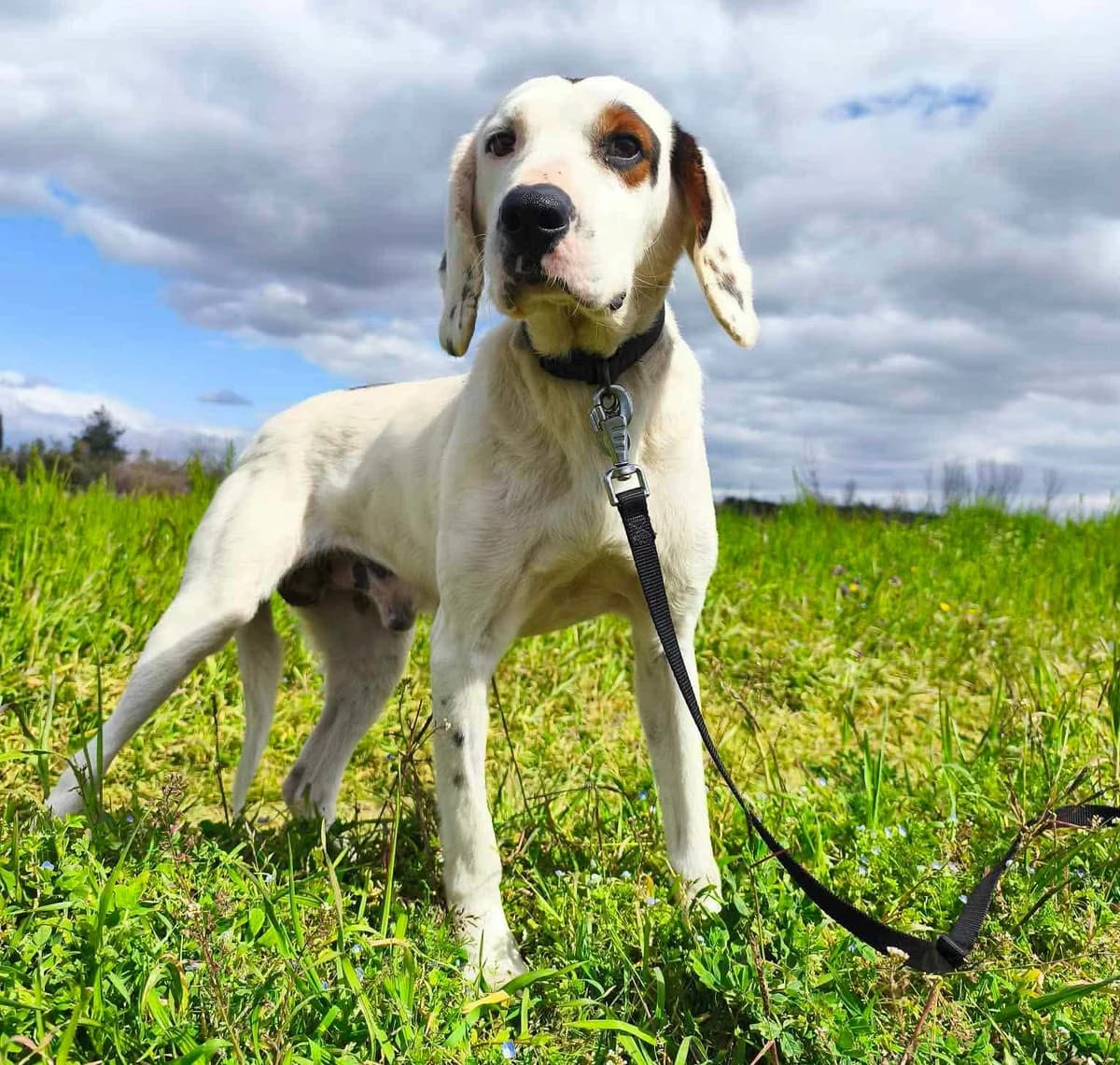 Oscar, male 4yo Mixed Breed for adoption at Zorro - Dogsavior, Aerzen