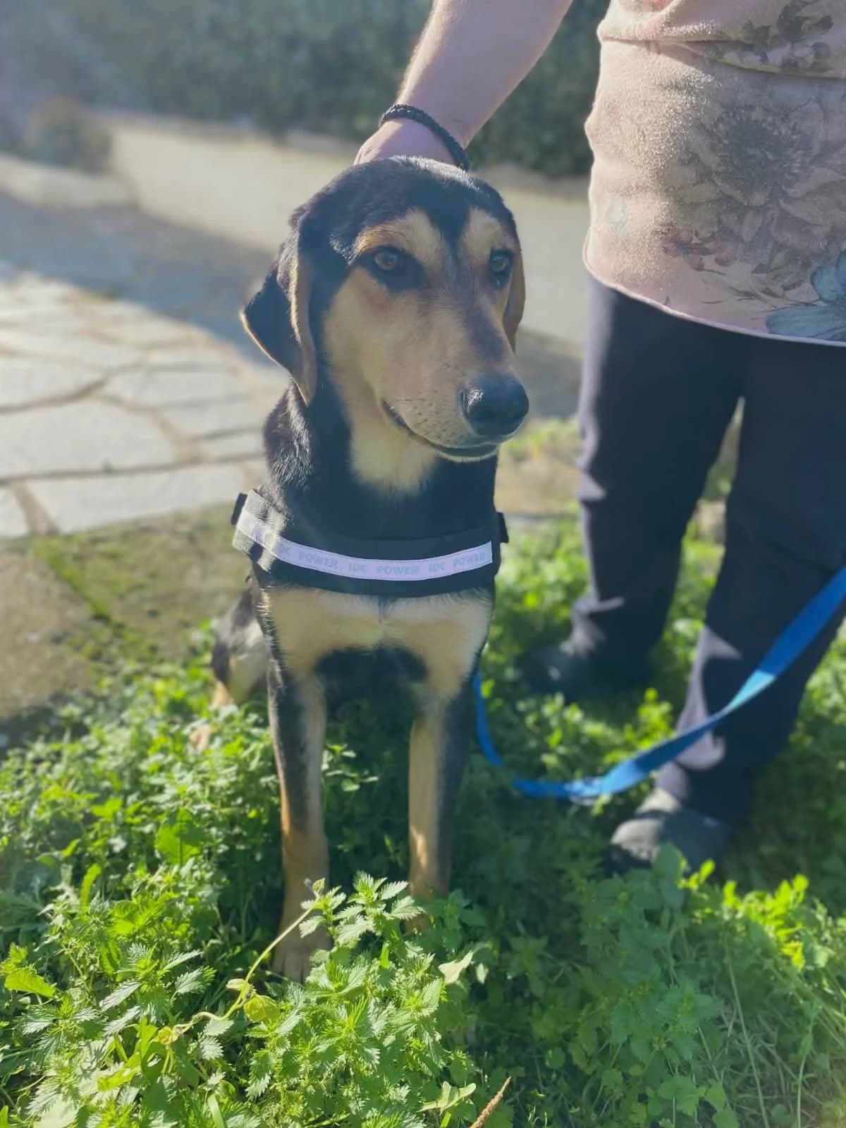 Oskar, male young Mixed Breed for adoption at Zorro - Dogsavior, Aerzen