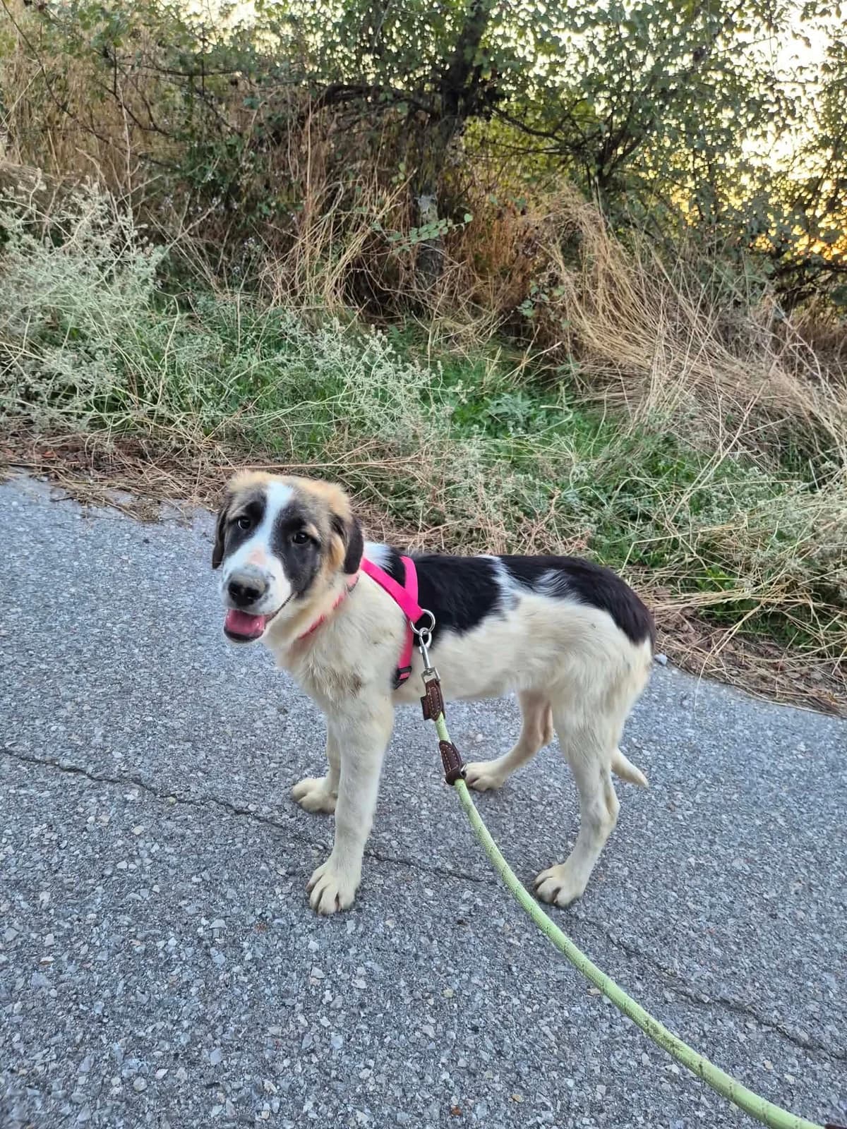 Pata, female puppy Mixed Breed for adoption at Zorro - Dogsavior, Aerzen