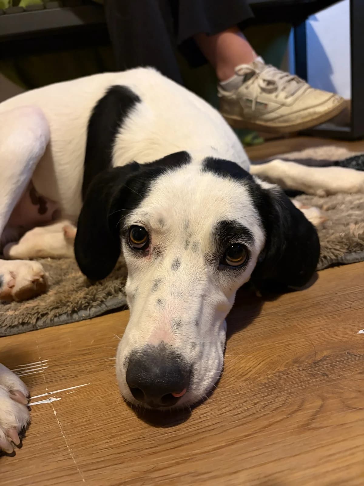 Paul, male puppy Mixed Breed for adoption at Zorro - Dogsavior, Aerzen