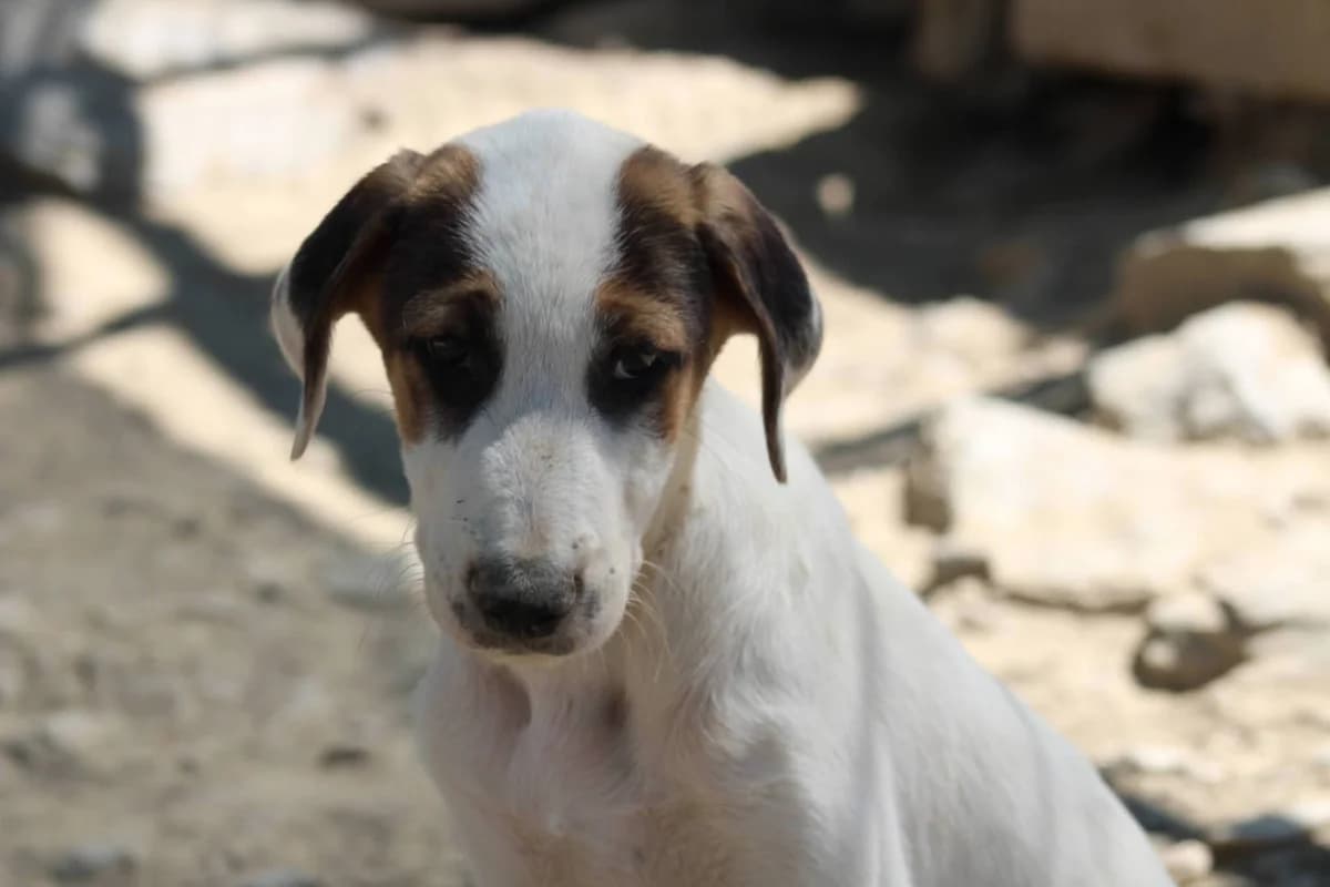 Pepi, puppy Mixed Breed for adoption at Zorro - Dogsavior, Aerzen