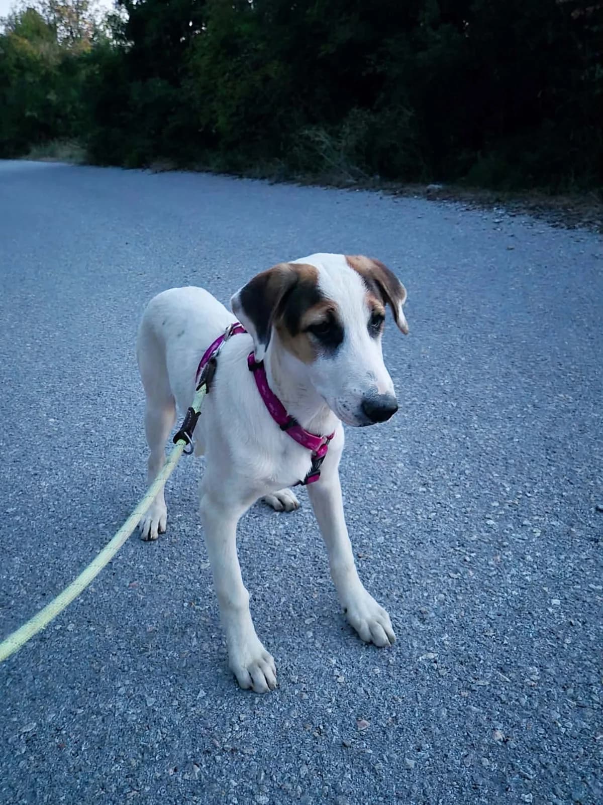 Pepi, puppy Mixed Breed for adoption at Zorro - Dogsavior, Aerzen