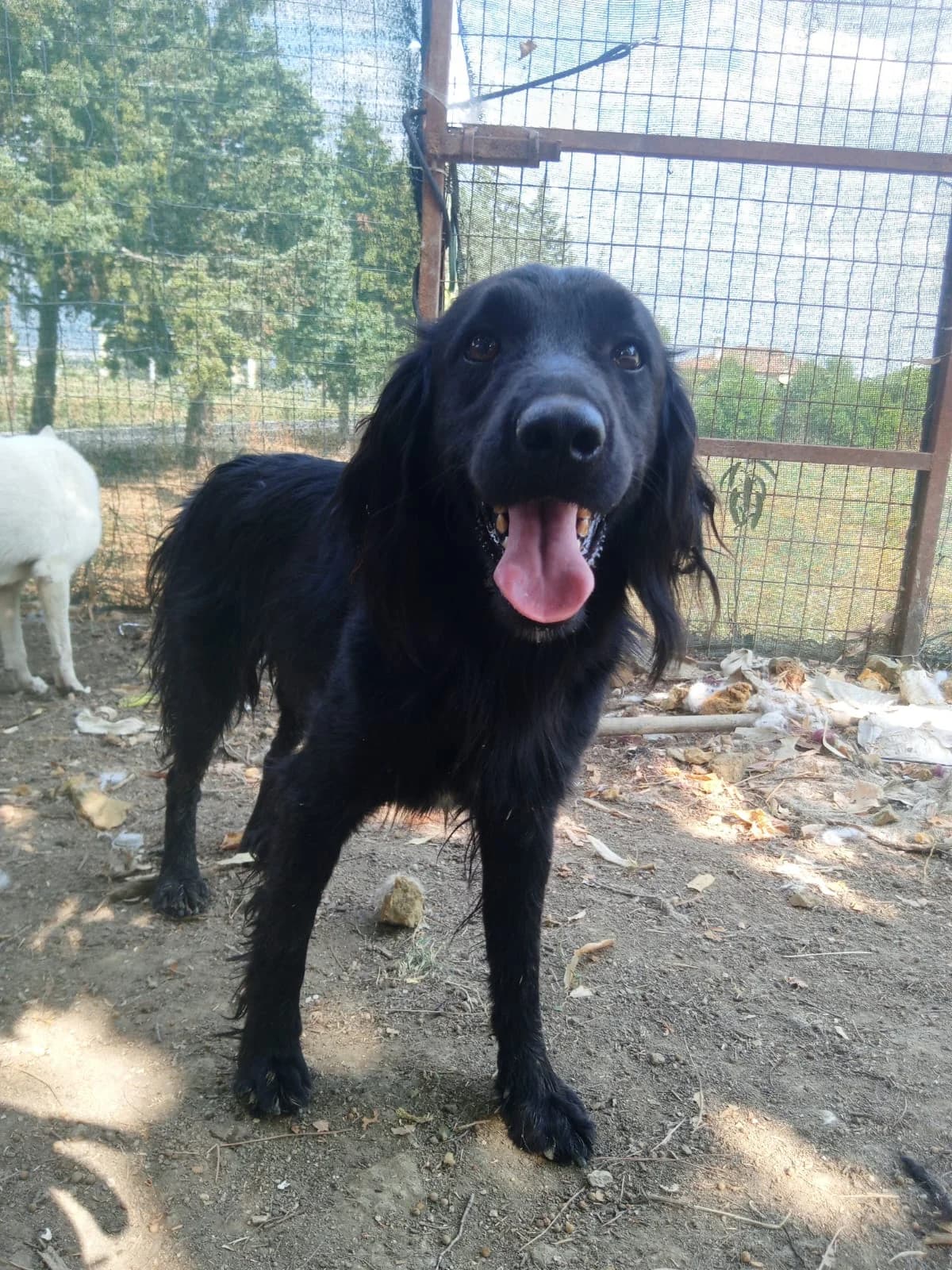 Pollux, male 3yo Mixed Breed for adoption at Zorro - Dogsavior, Aerzen