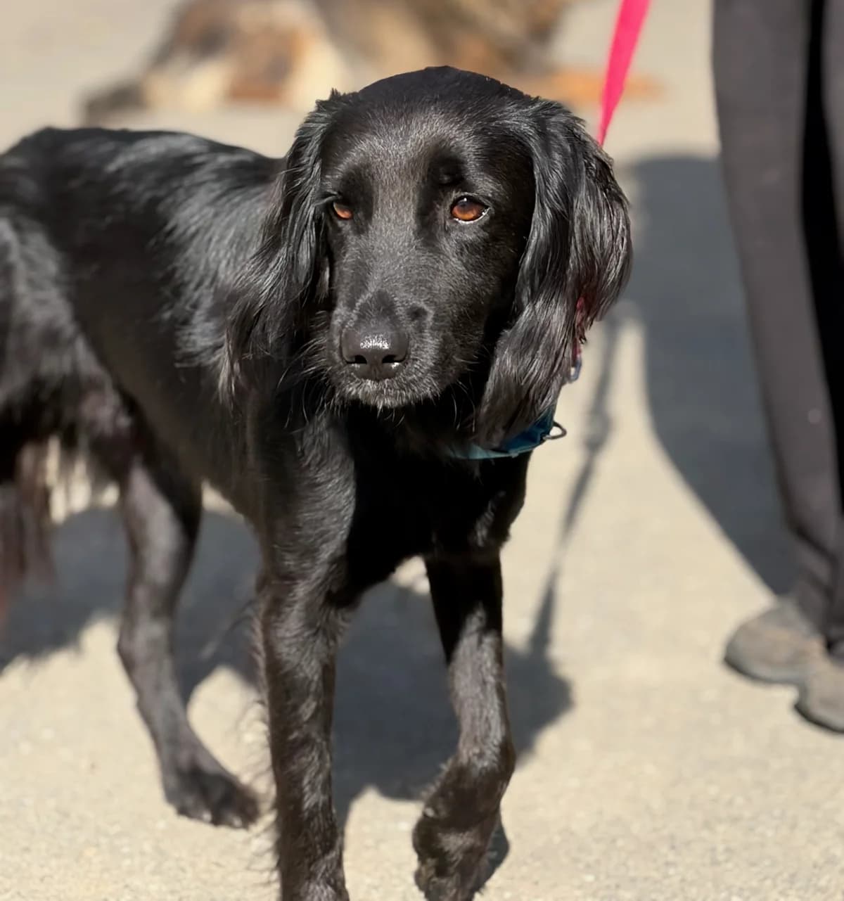 Pollux, male 3yo Mixed Breed for adoption at Zorro - Dogsavior, Aerzen