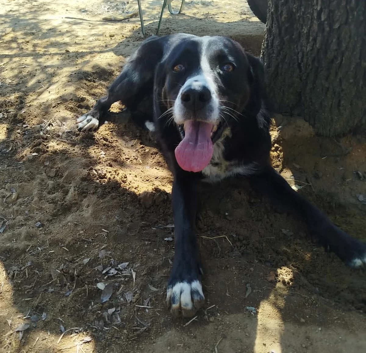Rana, female 5yo Mixed Breed for adoption at Zorro - Dogsavior, Aerzen