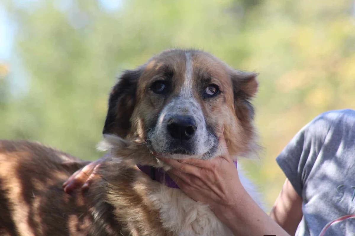 Redi, male senior Mixed Breed for adoption at Zorro - Dogsavior, Aerzen