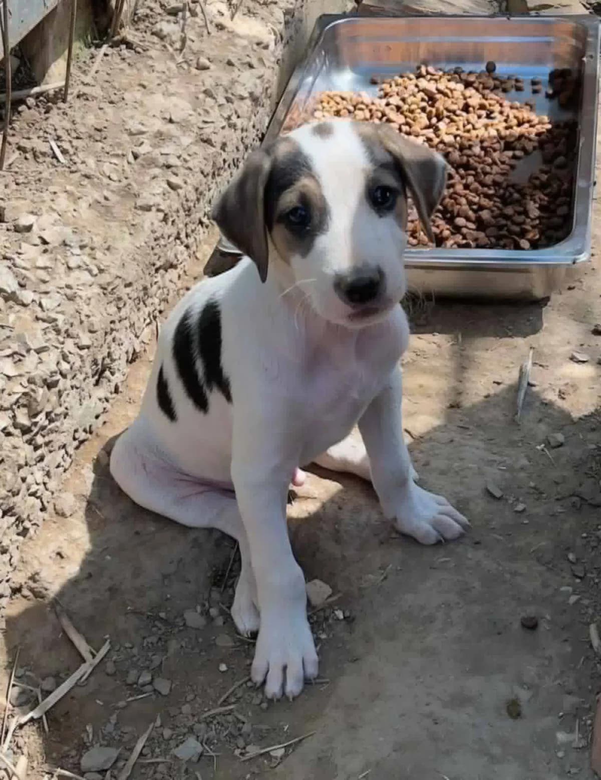 River, male puppy Mixed Breed for adoption at Zorro - Dogsavior, Aerzen