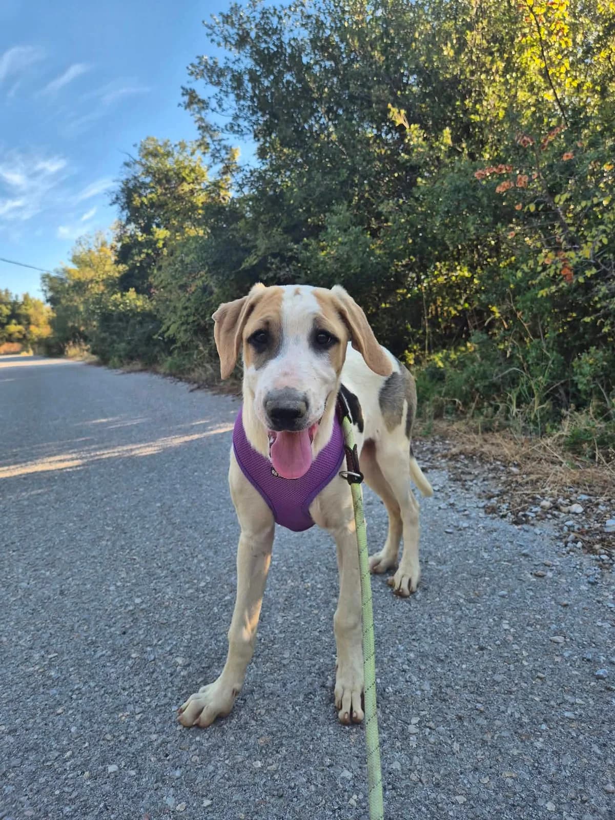 River, male puppy Mixed Breed for adoption at Zorro - Dogsavior, Aerzen