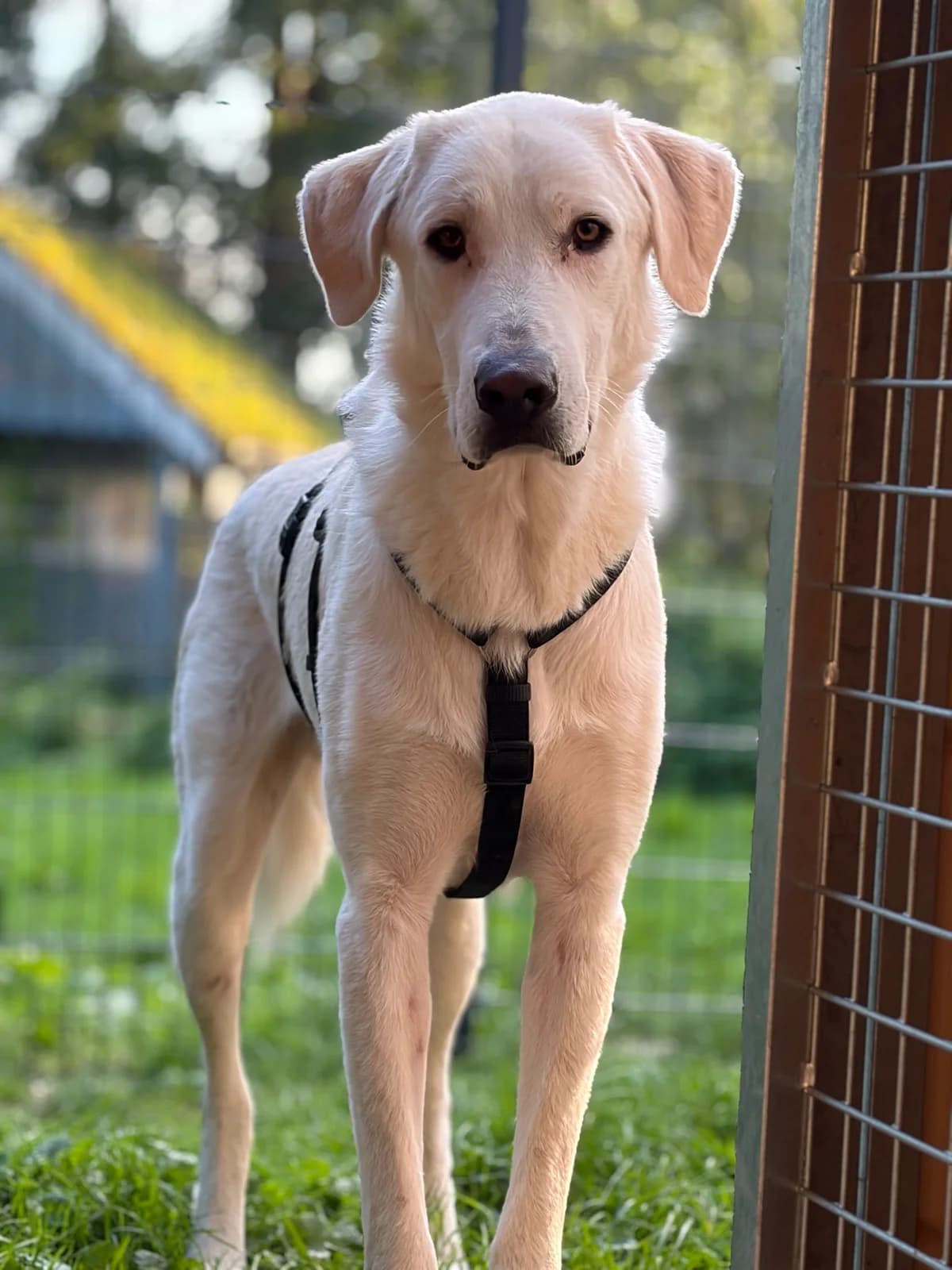 Romao, male young Mixed Breed for adoption at Zorro - Dogsavior, Aerzen
