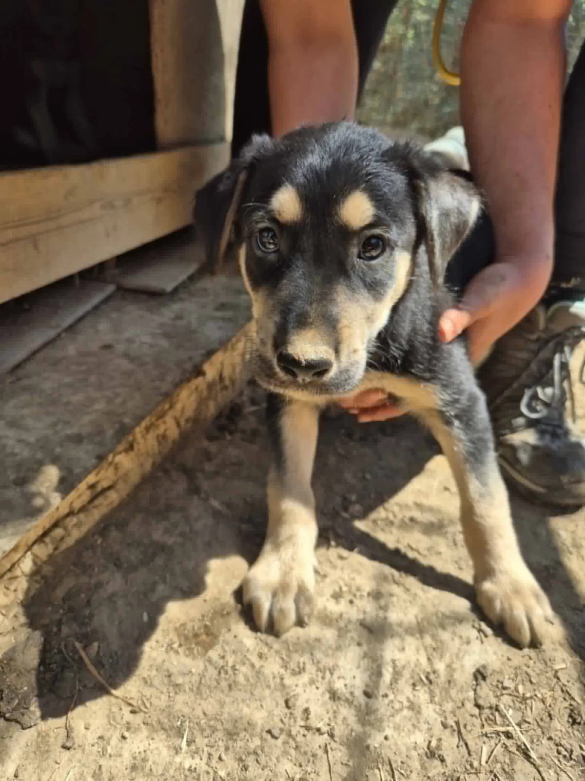 Romeo, puppy Mixed Breed for adoption at Zorro - Dogsavior, Aerzen