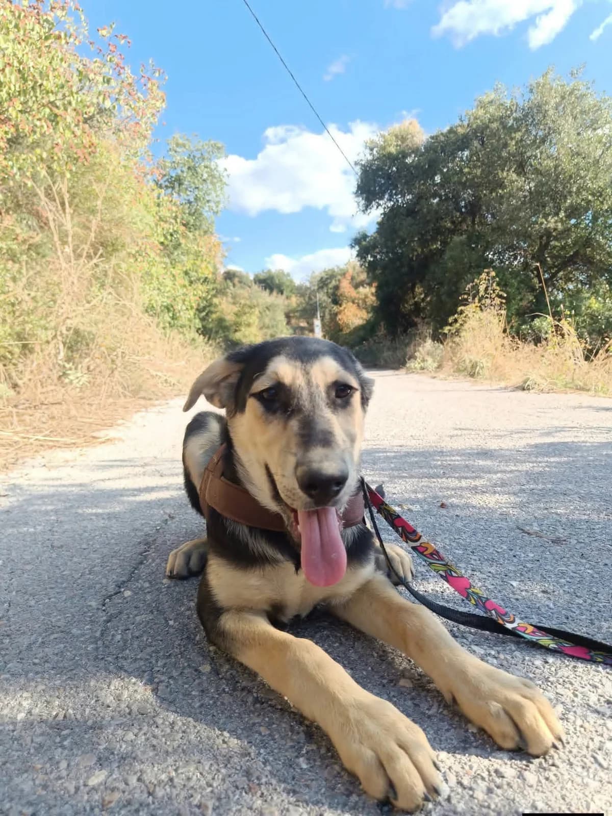 Romeo, puppy Mixed Breed for adoption at Zorro - Dogsavior, Aerzen