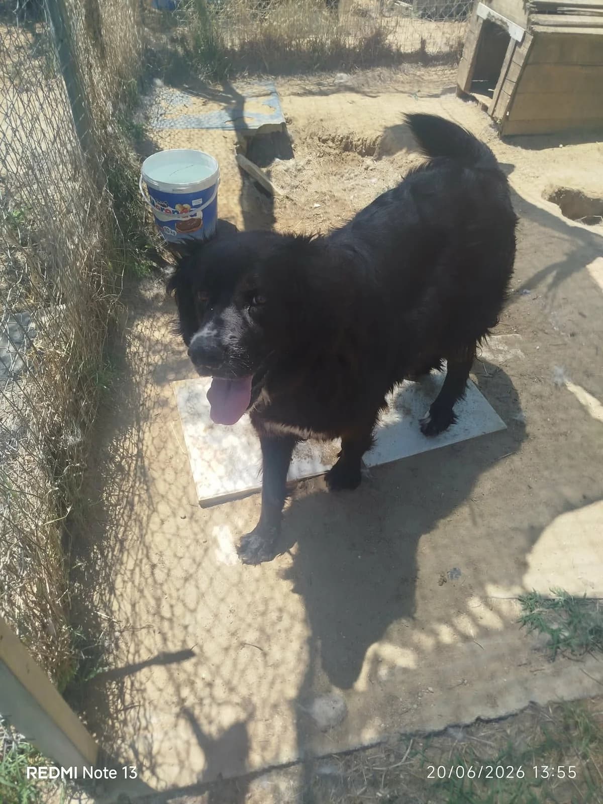 Sandy, female 6yo Mixed Breed for adoption at Zorro - Dogsavior, Aerzen
