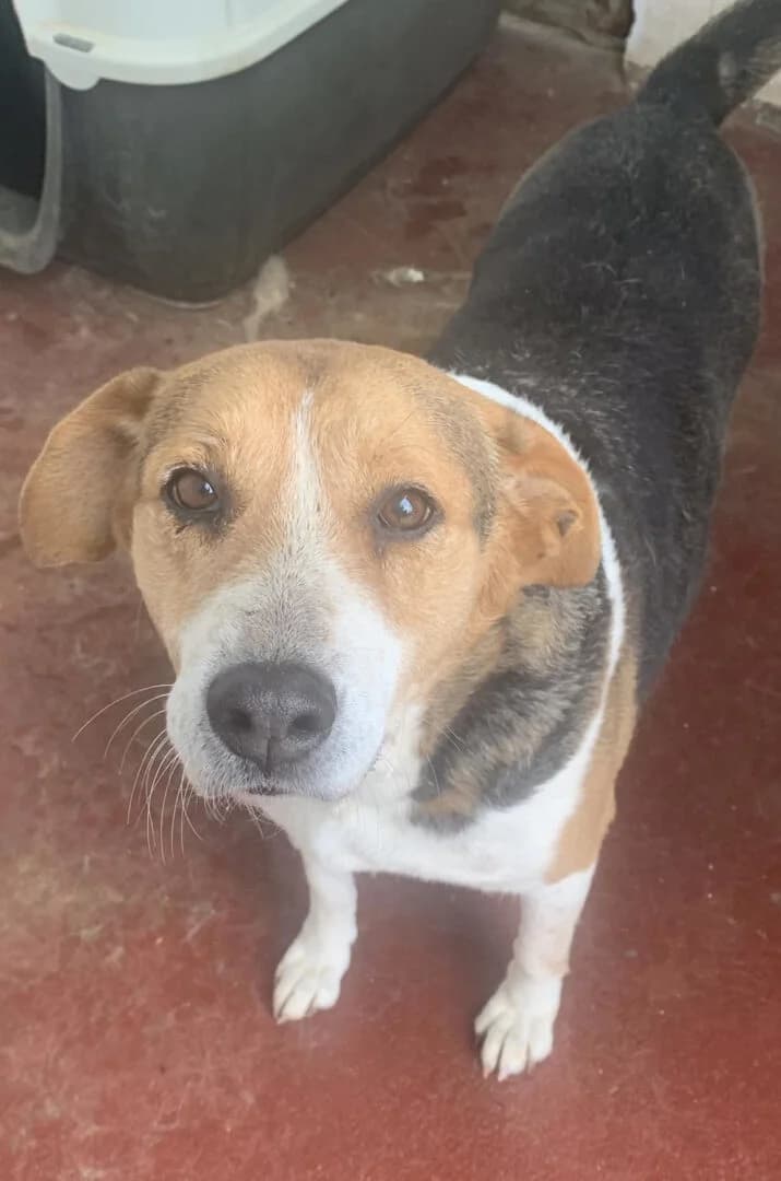 Sardela, female senior Mixed Breed for adoption at Zorro - Dogsavior, Aerzen