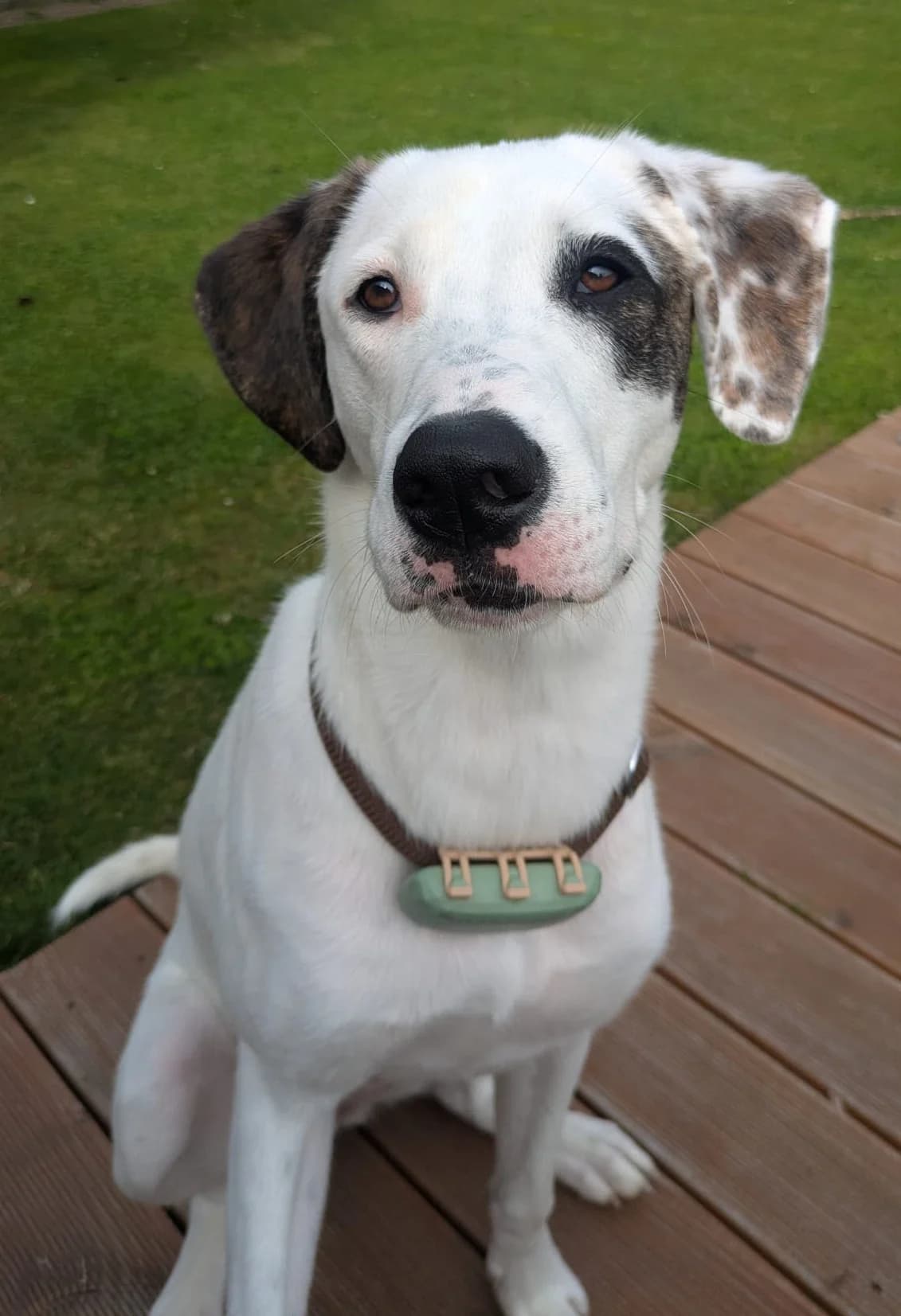 Schubi, female young Mixed Breed for adoption at Zorro - Dogsavior, Aerzen