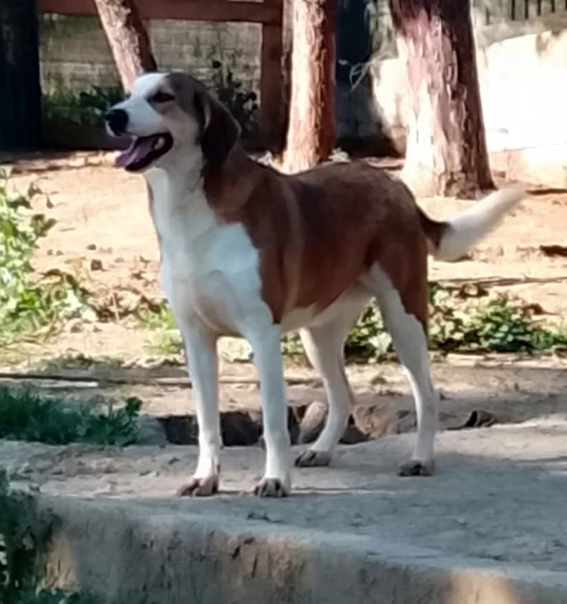 Shorty, female 4yo Mixed Breed for adoption at Zorro - Dogsavior, Aerzen