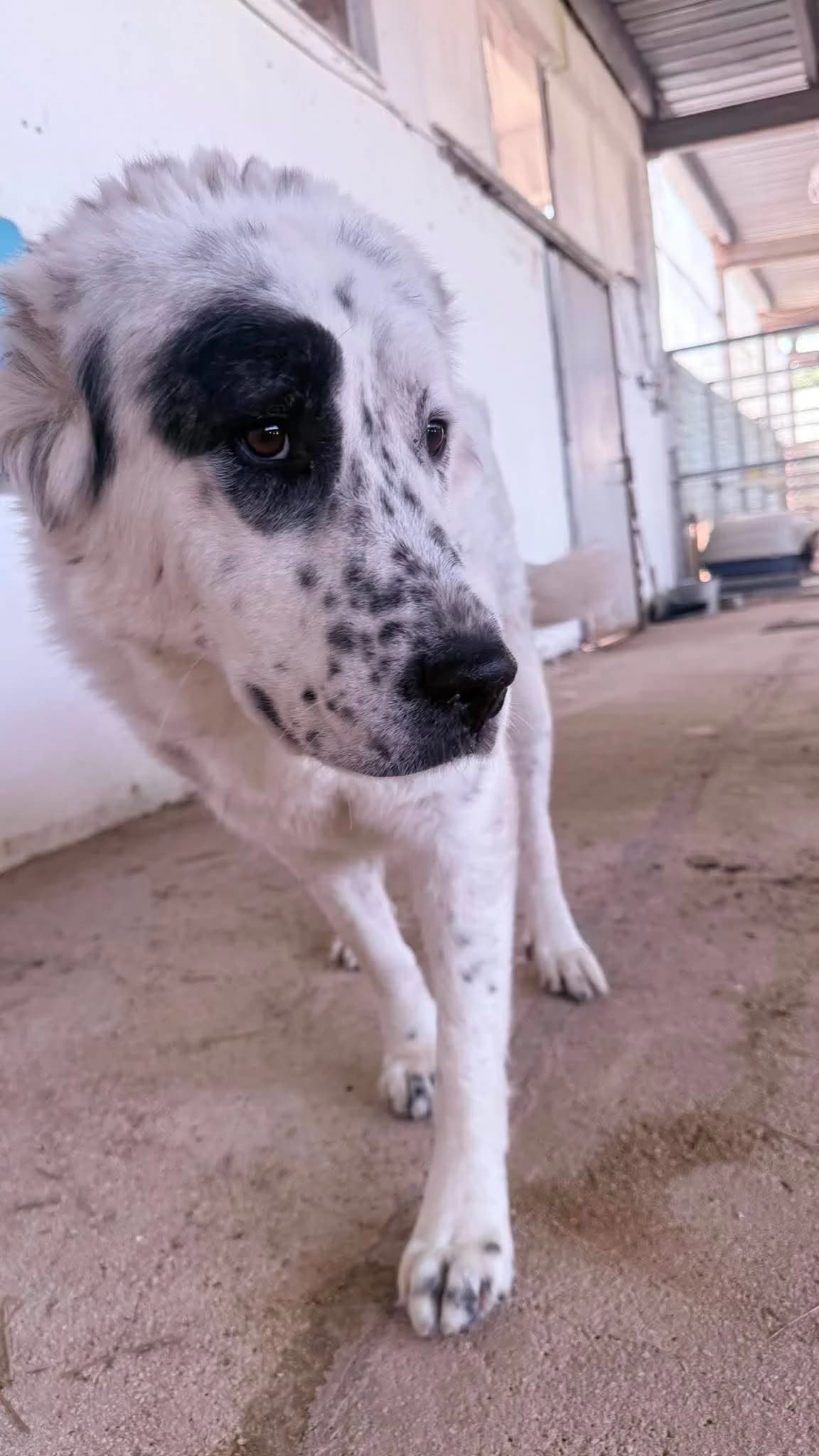 Sofia, female young Mixed Breed for adoption at Zorro - Dogsavior, Aerzen