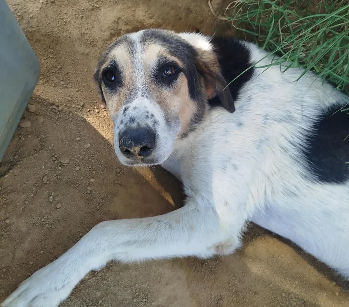 Sol, male 7yo Mixed Breed for adoption at Zorro - Dogsavior, Aerzen