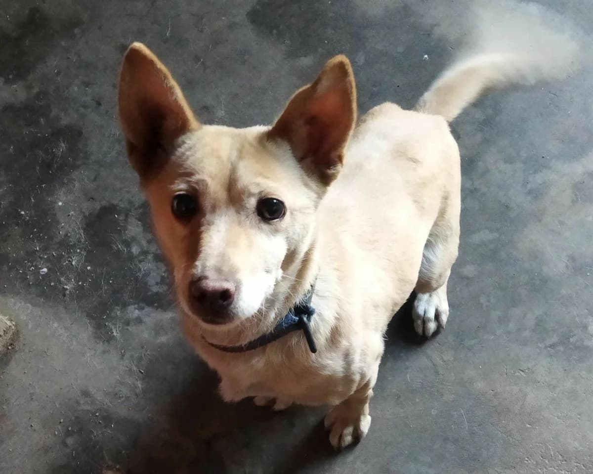Suzie, female 7yo Mixed Breed for adoption at Zorro - Dogsavior, Aerzen