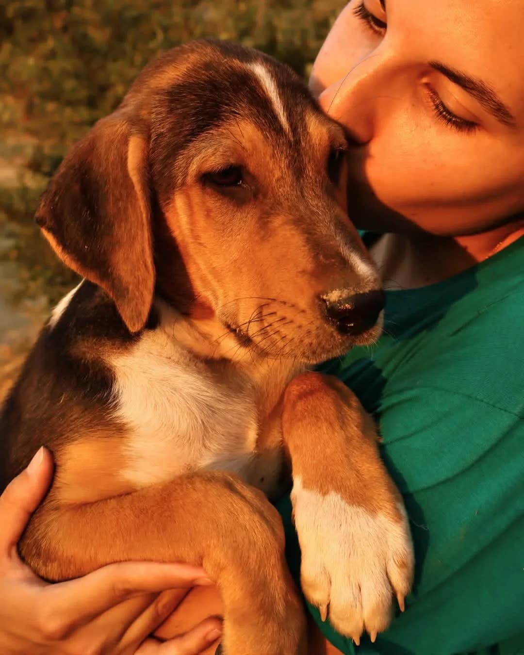Trico, puppy Mixed Breed for adoption at Zorro - Dogsavior, Aerzen