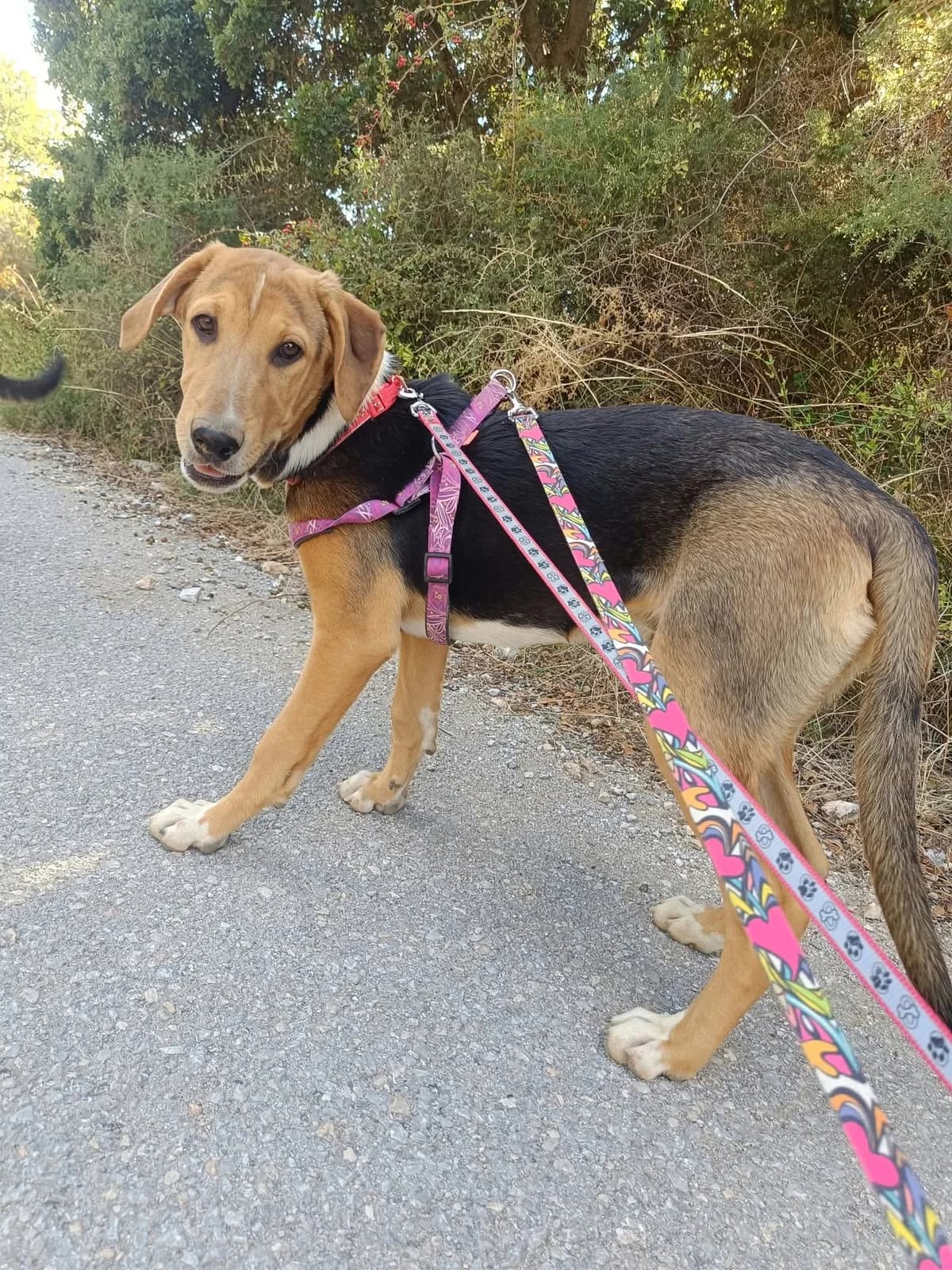 Trico, puppy Mixed Breed for adoption at Zorro - Dogsavior, Aerzen