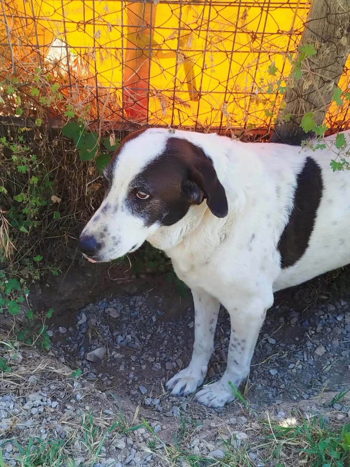 Vasoula, female senior Mixed Breed for adoption at Zorro - Dogsavior, Aerzen