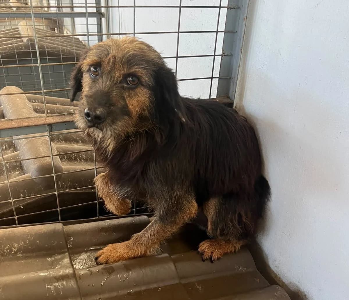 Vito, male 3yo Mixed Breed for adoption at Zorro - Dogsavior, Aerzen