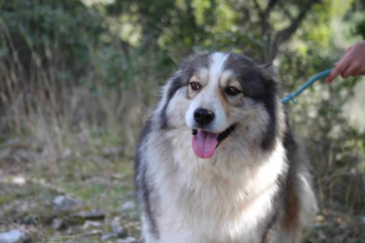 Zoey, female 6yo Mixed Breed for adoption at Zorro - Dogsavior, Aerzen