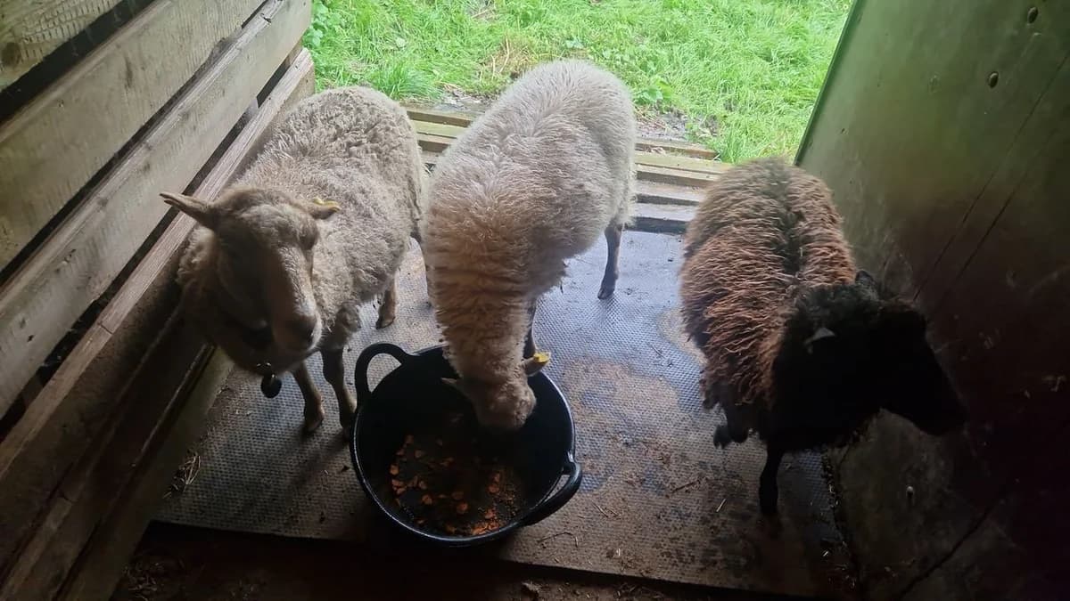 3 Schafe zu vermitteln, senior Mixed Breed for adoption at Zuflucht für Tiere im Allgäu, Kempten