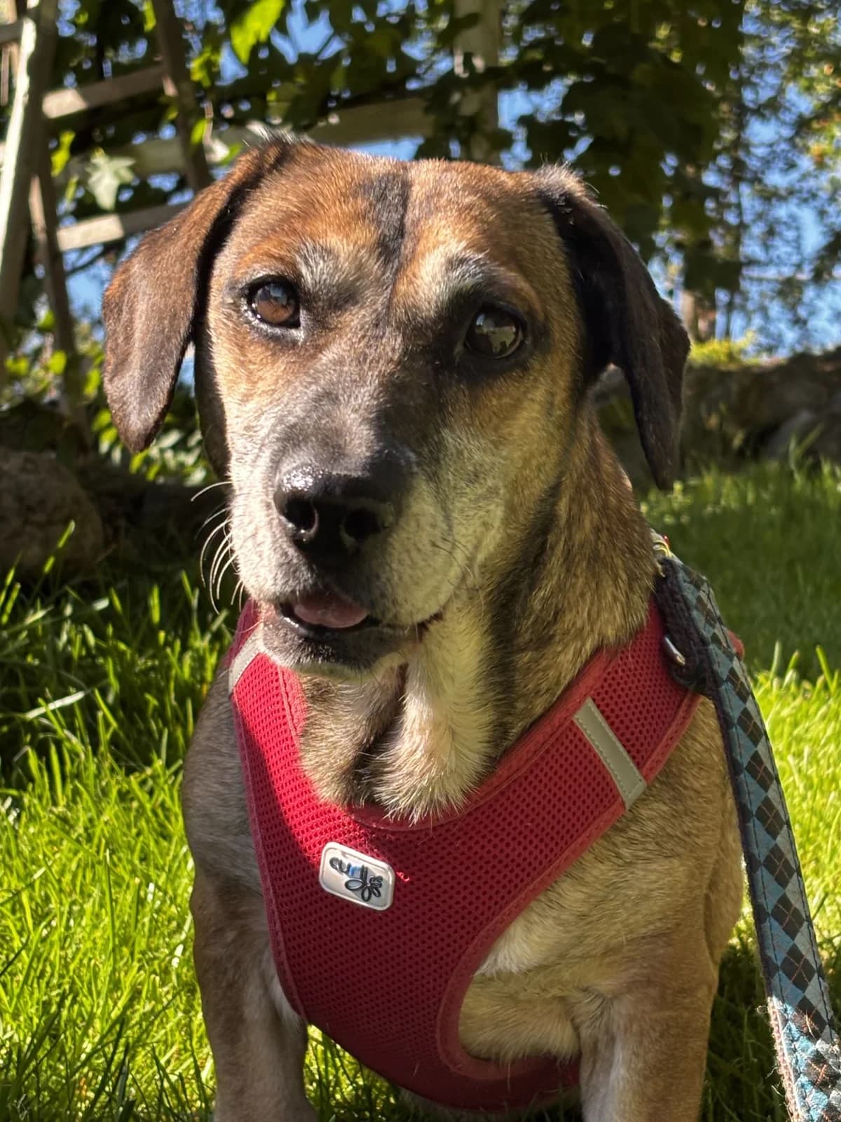 Borsika, male senior Mixed Breed for adoption at Zuflucht für Tiere im Allgäu, Kempten