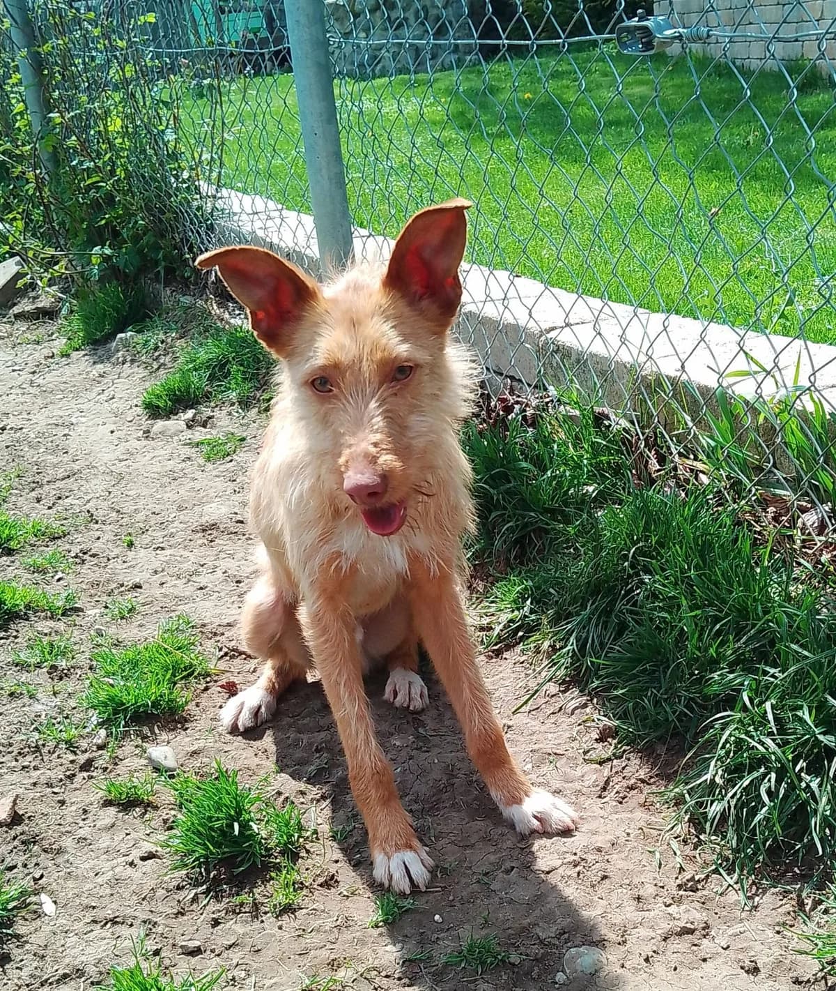 Tyson, male young Mixed Breed for adoption at Zuflucht für Tiere im Allgäu, Kempten
