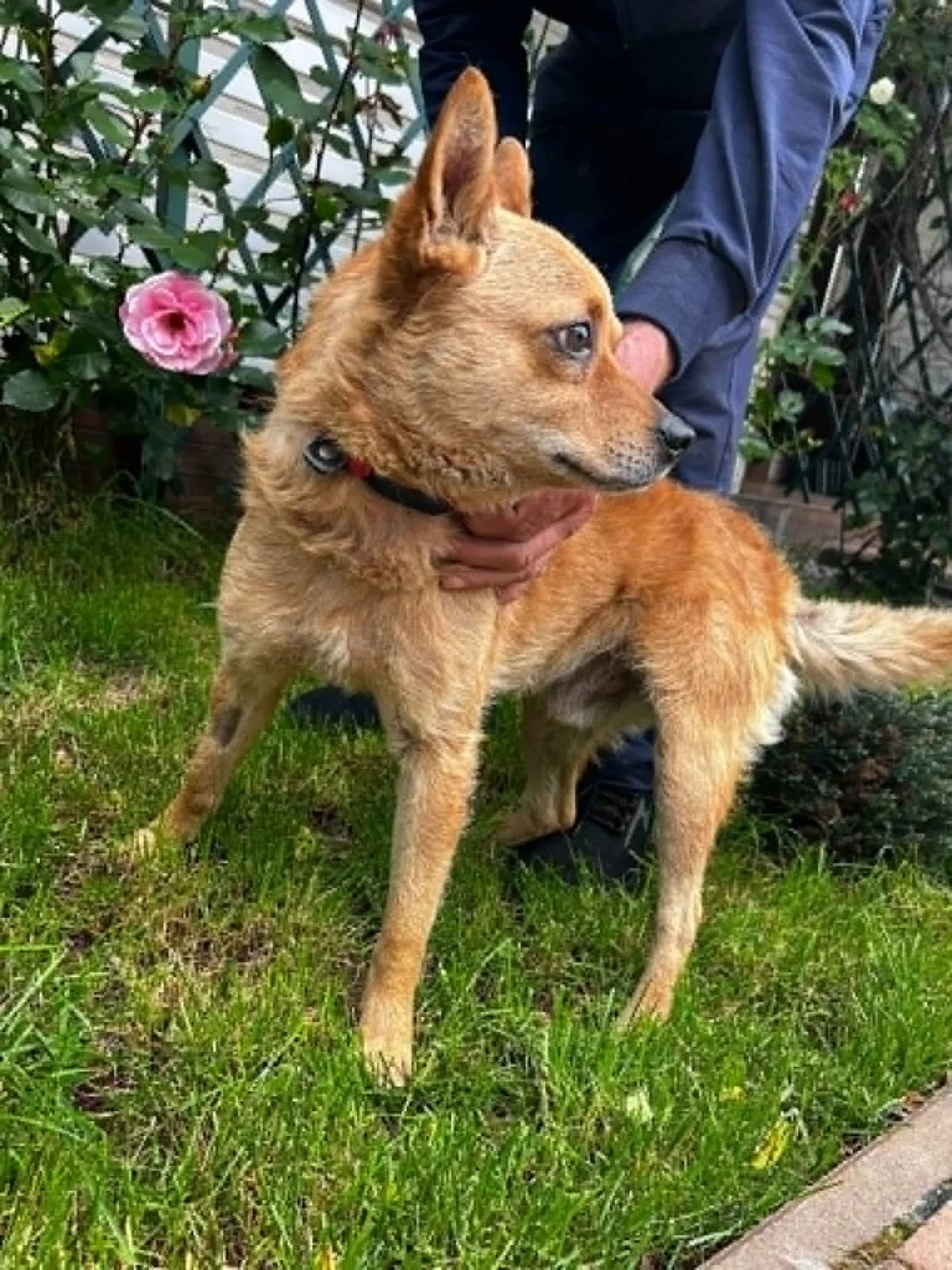 Remo, male 5yo Mixed Breed for adoption at Zuflucht für Tiere im Allgäu, Kempten