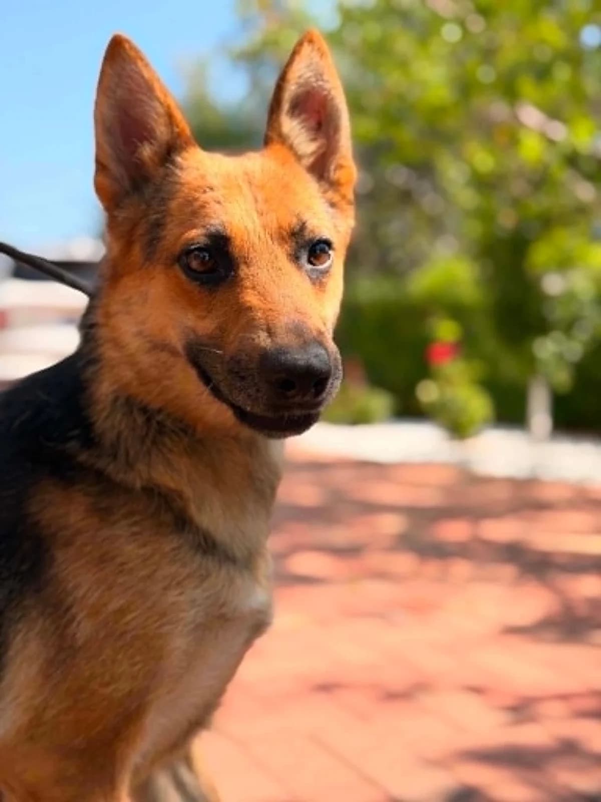 Manaia, female Mixed Breed for adoption at Zuflucht für Tiere im Allgäu, Kempten
