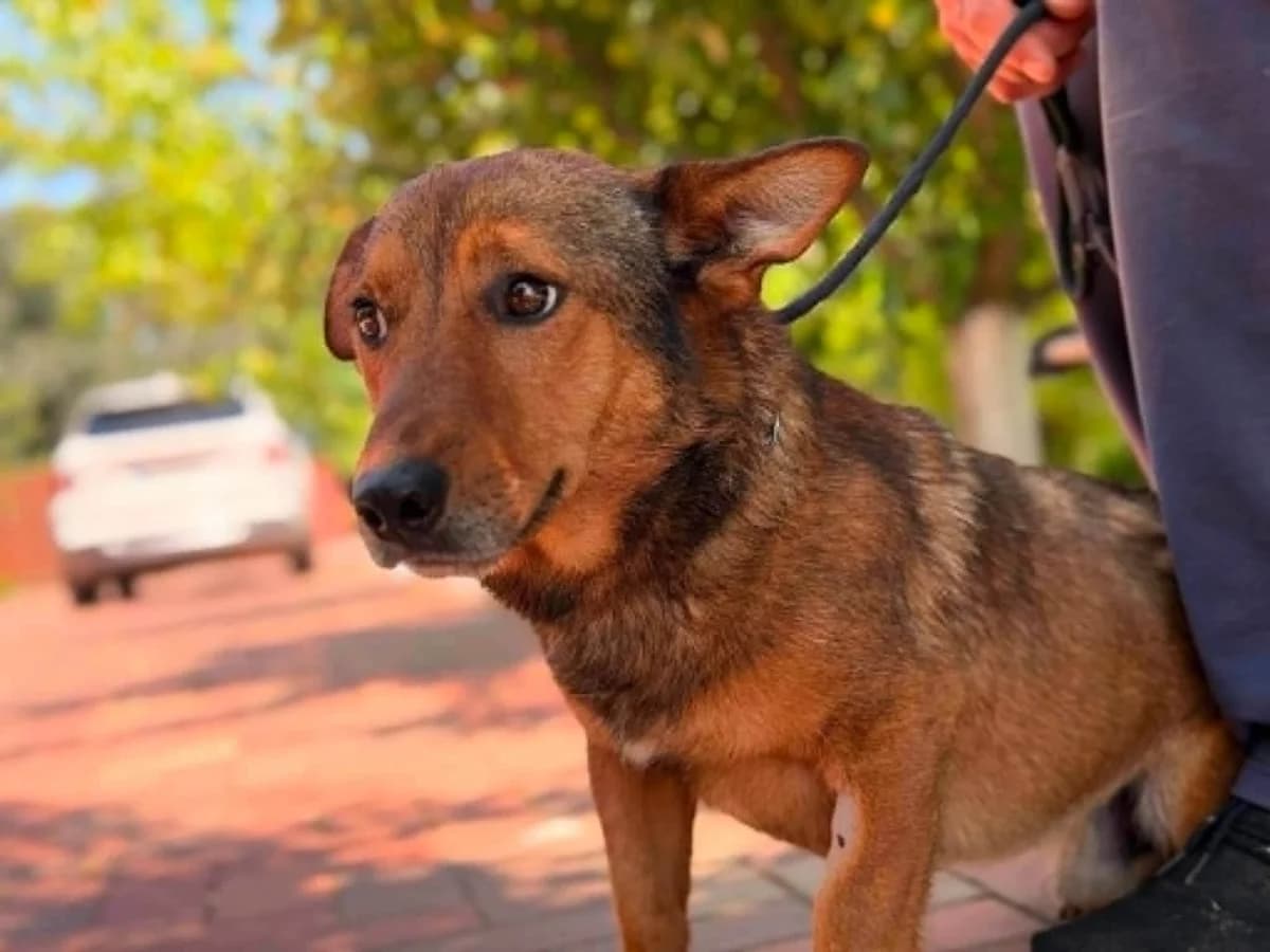 Odin, male Mixed Breed for adoption at Zuflucht für Tiere im Allgäu, Kempten