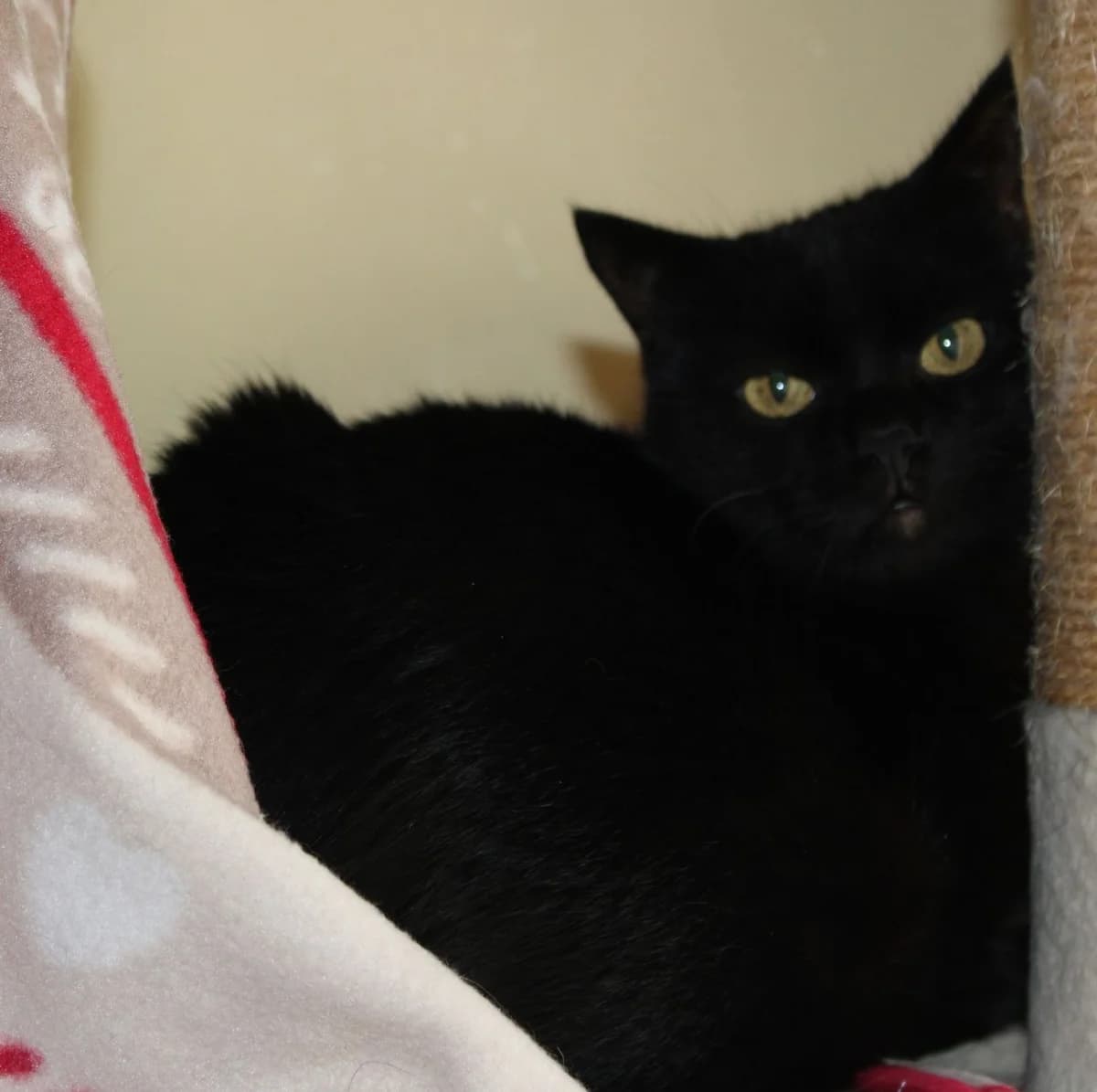 Salem, male Mixed Breed for adoption at Zuflucht für Tiere im Allgäu, Kempten