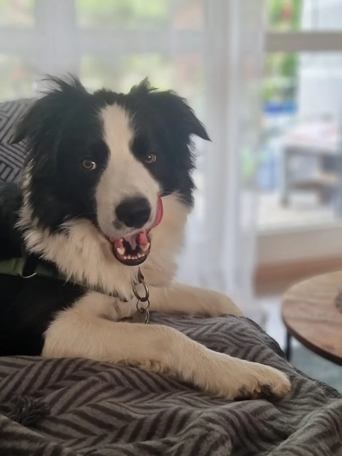 Arnie, male 3yo Mixed Breed for adoption at Zuflucht für Tiere im Allgäu, Kempten