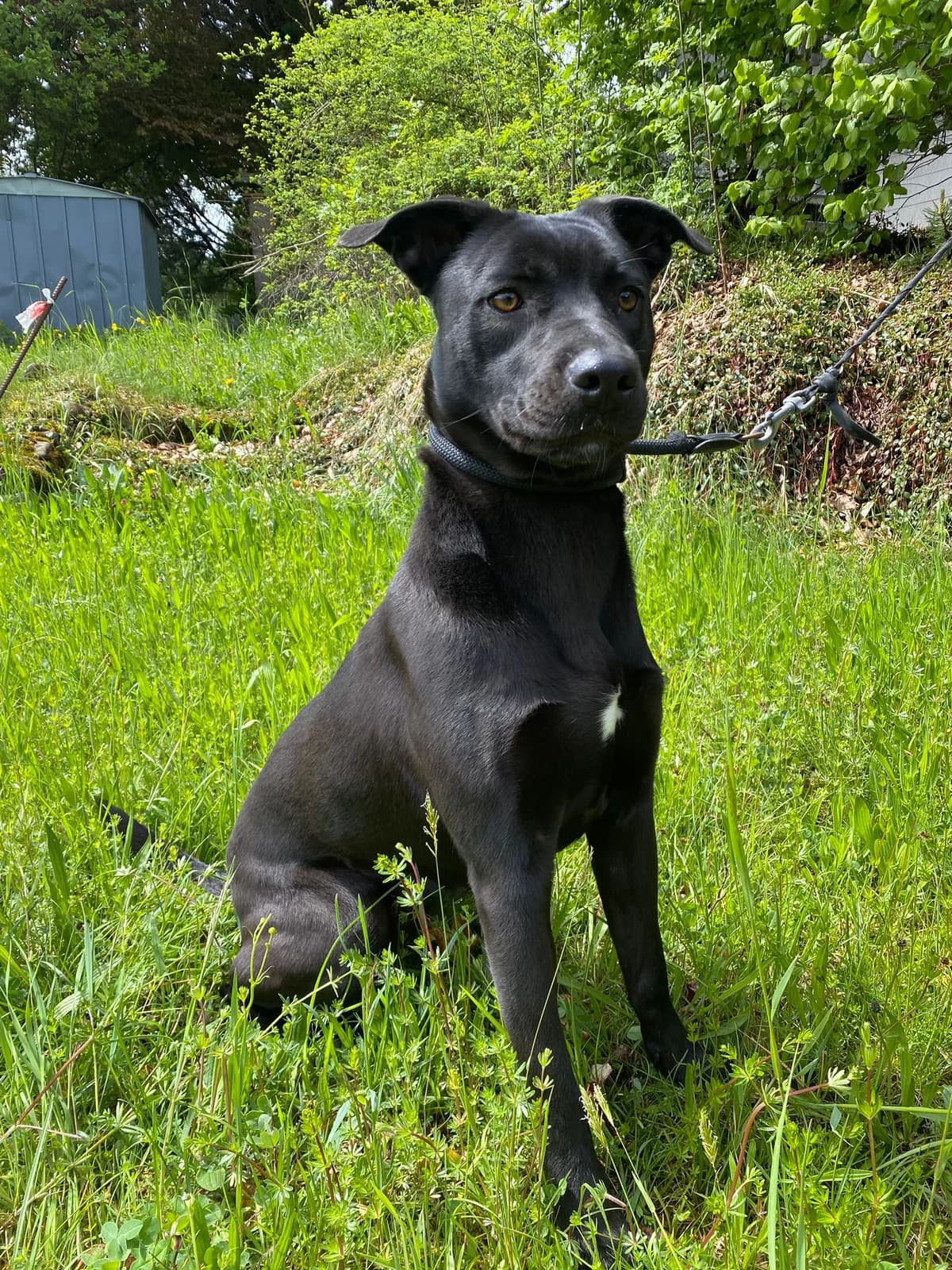 Mona, male puppy Mixed Breed for adoption at Zuflucht für Tiere im Allgäu, Kempten