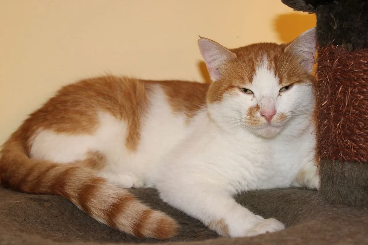 Giovanni, male 5yo Mixed Breed for adoption at Zuflucht für Tiere im Allgäu, Kempten