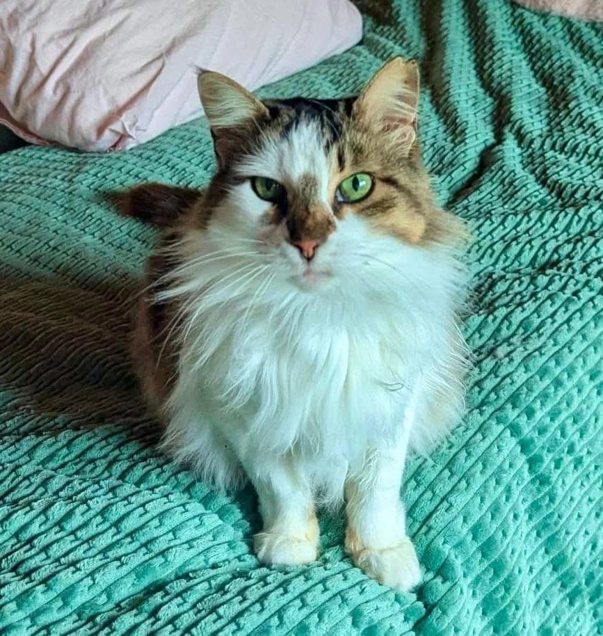 Blaga 🐾, female senior mixed breed for adoption at Heroes for Cyprus Cats / Zypernkatzen, Kirchheim bei München