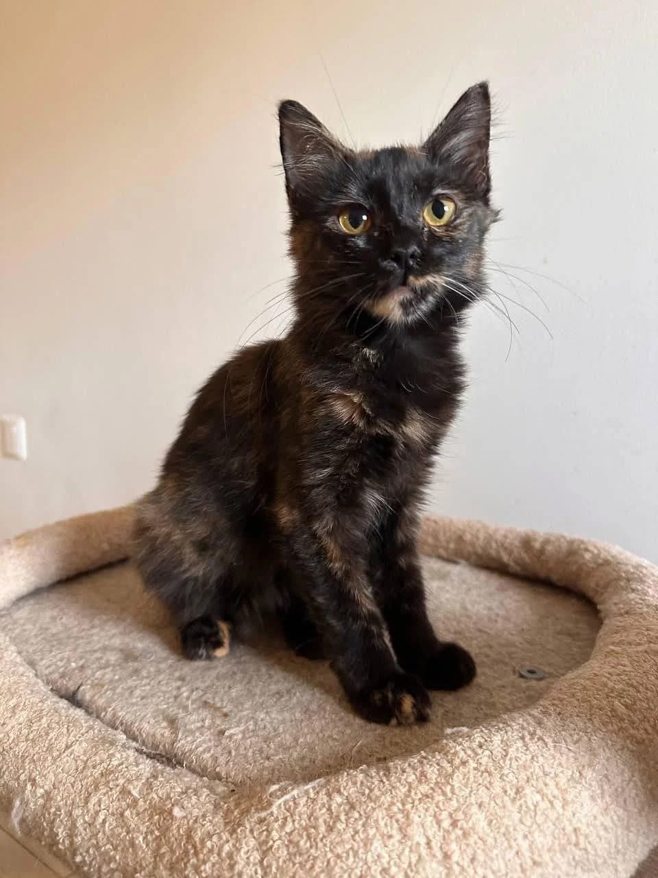 Nadia 🐾 frisst leidenschaftlich gerne, female puppy mixed breed for adoption at Heroes for Cyprus Cats / Zypernkatzen, Kirchheim bei München