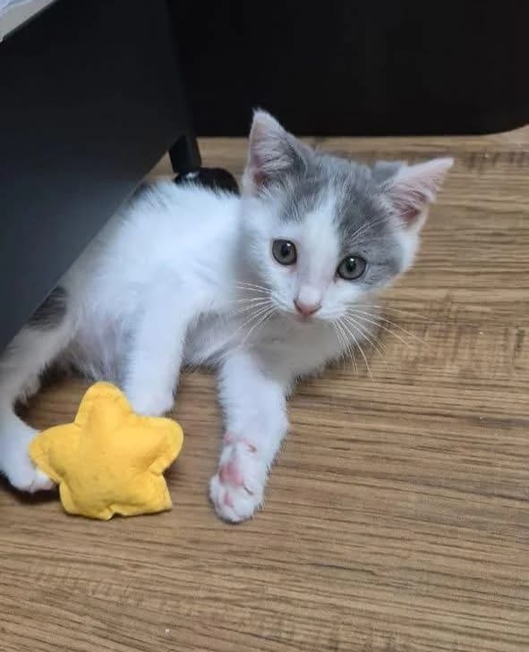 Sina 🐾 eine kleine Persönlichkeit, weiß female puppy mixed breed for adoption at Heroes for Cyprus Cats / Zypernkatzen, Kirchheim bei München