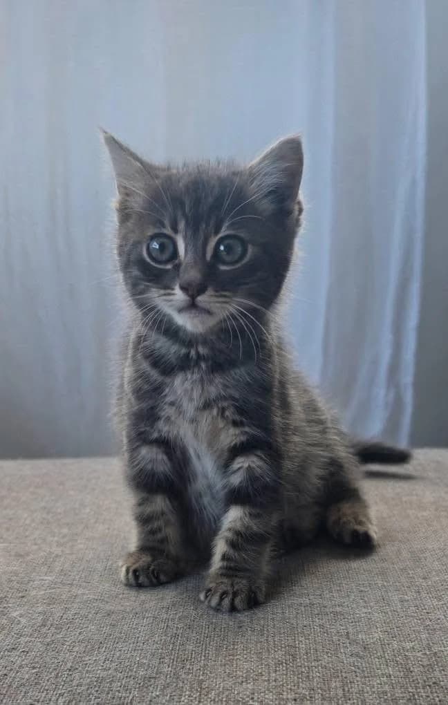 Serafino 🐾 der kleine Engel 👼🏼, male puppy mixed breed for adoption at Heroes for Cyprus Cats / Zypernkatzen, Kirchheim bei München