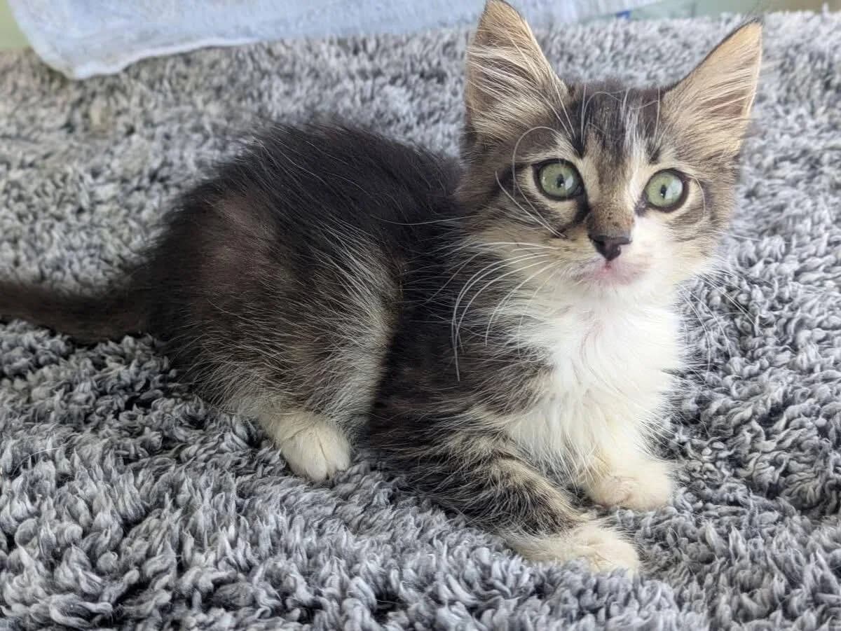 Persephone 🐾 die kleine Göttin, female puppy mixed breed for adoption at Heroes for Cyprus Cats / Zypernkatzen, Kirchheim bei München